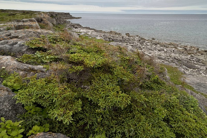 White Spruce