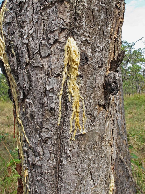 Hairy-leaved resin tree