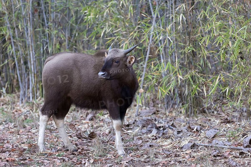 Gaur