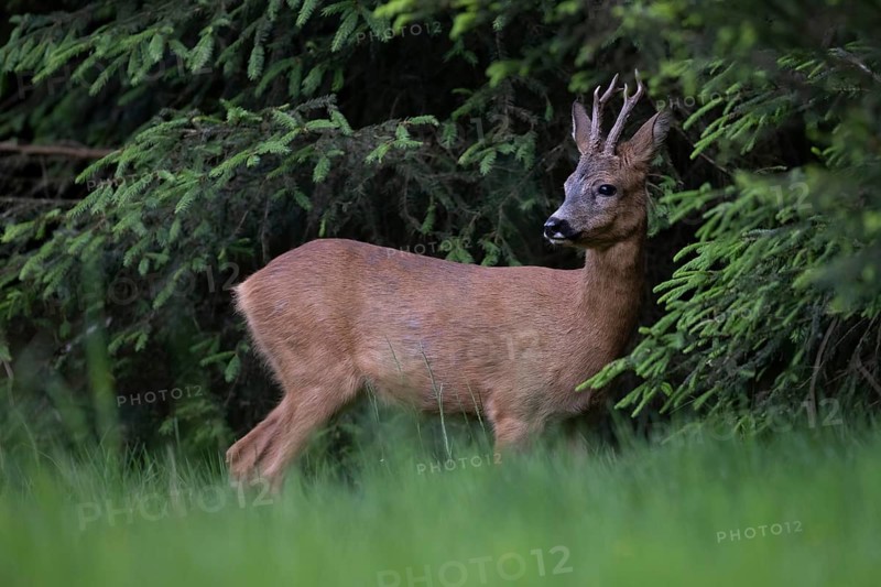 European roe deer