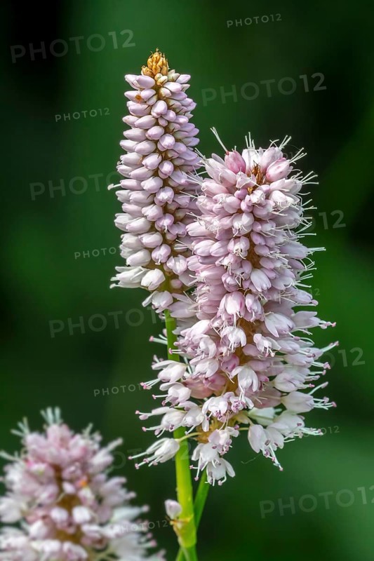 Common bistorium