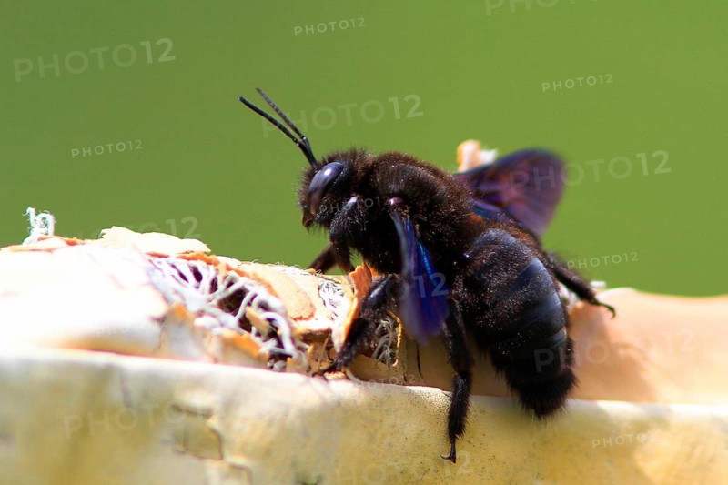 (Xylocopa violacea)