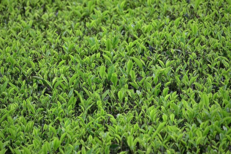 Tea Plantation
