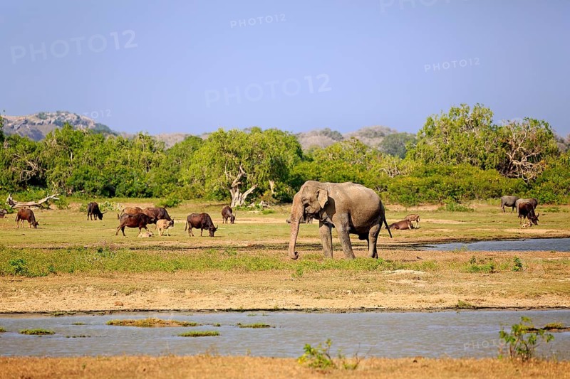 Landscape in Yala National Park with Asian sri lankan elephant