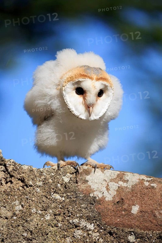 Barn Owl