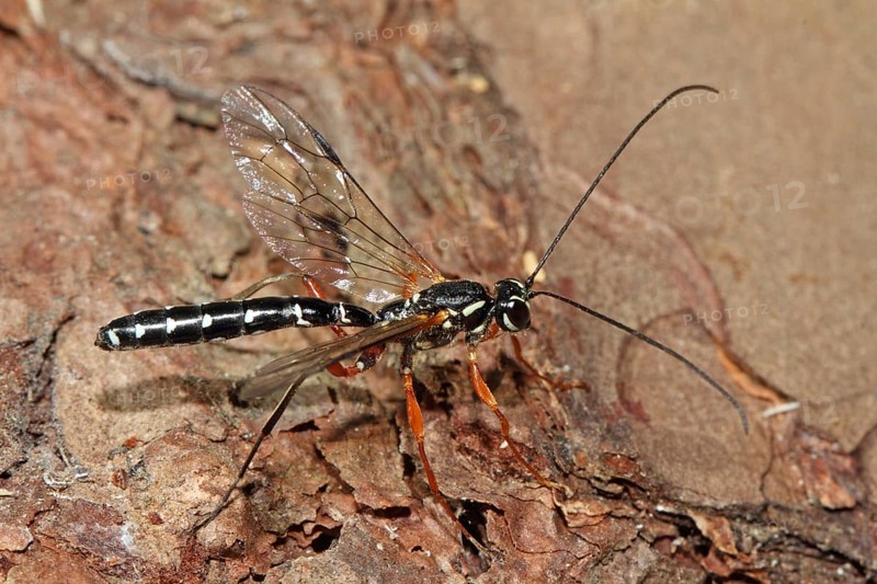 Wood wasp