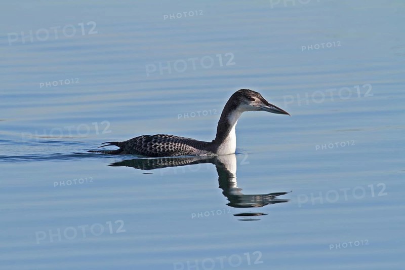 Common loon
