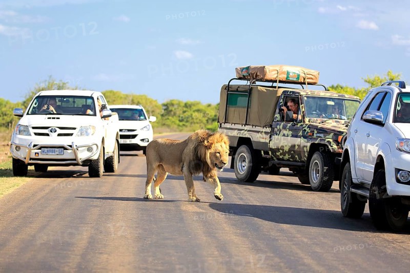 Safari