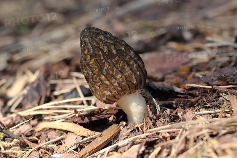 Cone-shaped morel