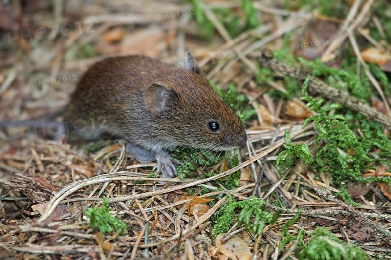 Red-backed vole