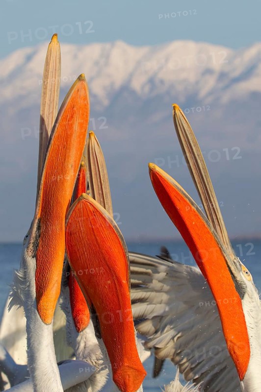 Adult dalmatian pelican