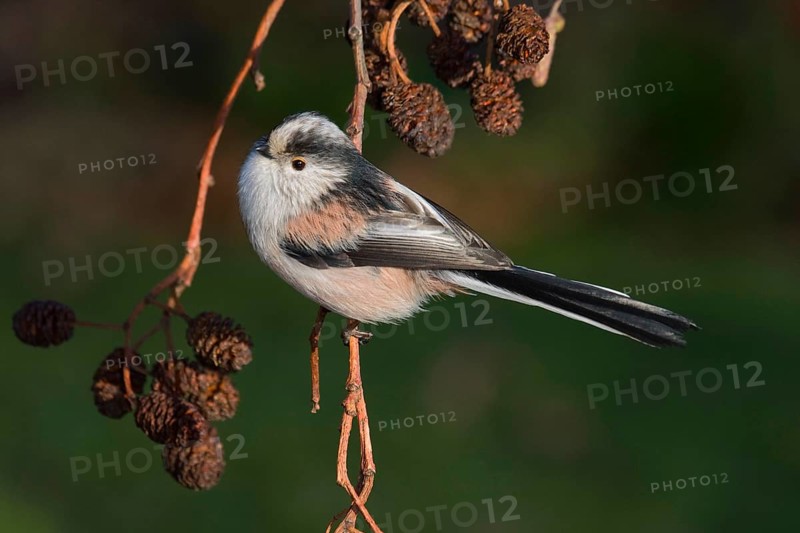 Long-tailed Tit