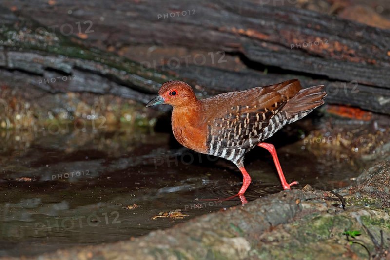 Red-legged Crake