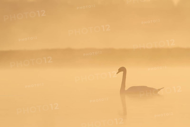 Mute Swan