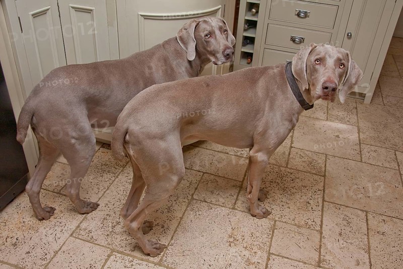 Domestic dog