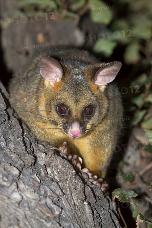 Common common brushtail possum