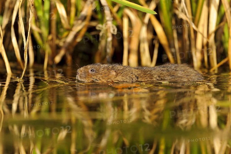 Eastern vole