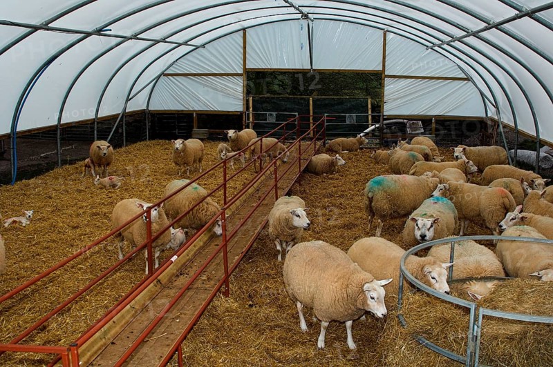 Domestic Sheep