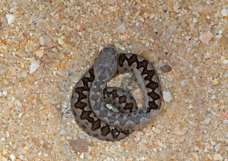 Lataste's Viper