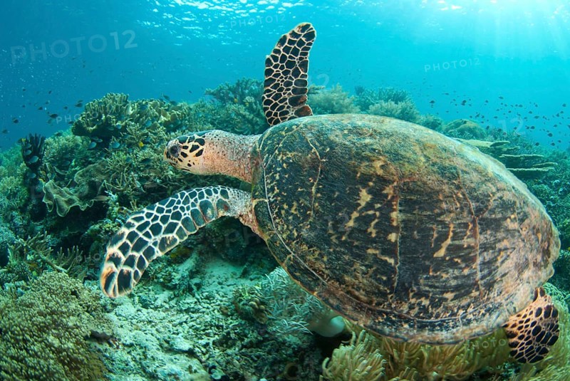 Loggerhead Turtle