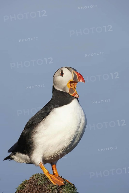 Atlantic Puffin