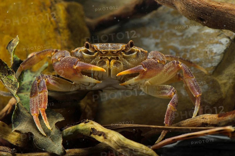 Freshwater Crab