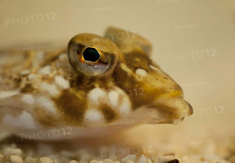Common dragonet