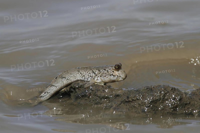 Mudskipper