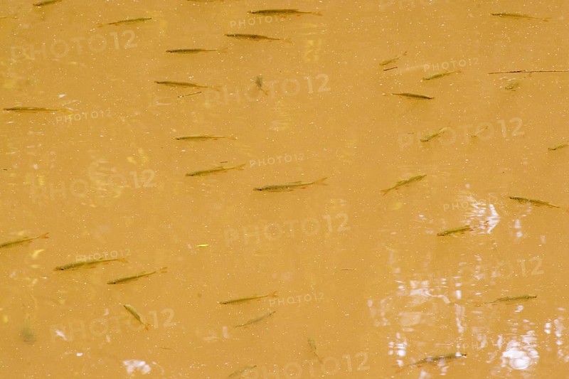 Shoal of young Roach