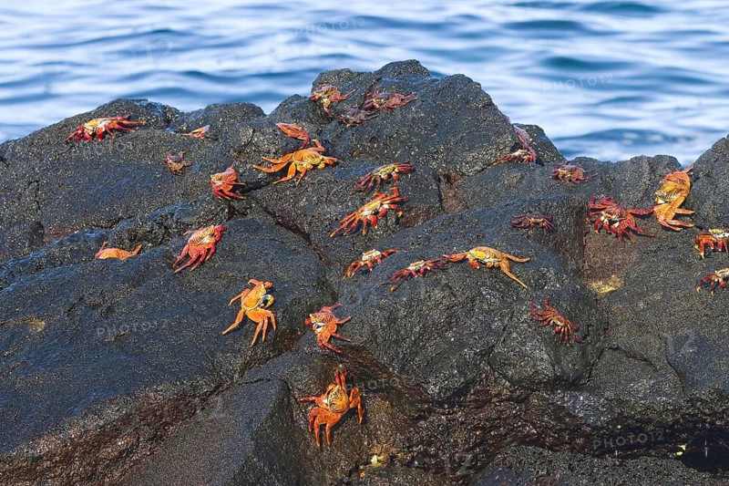 Red cliff crab