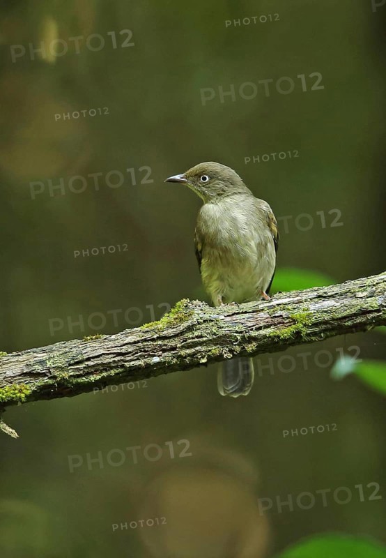 Cream-stalked Bulbul