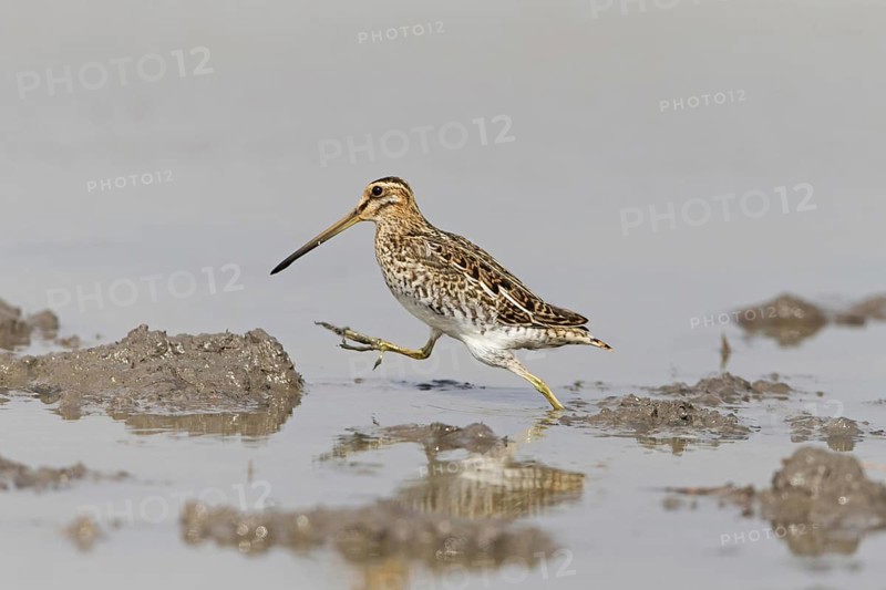 Common snipe