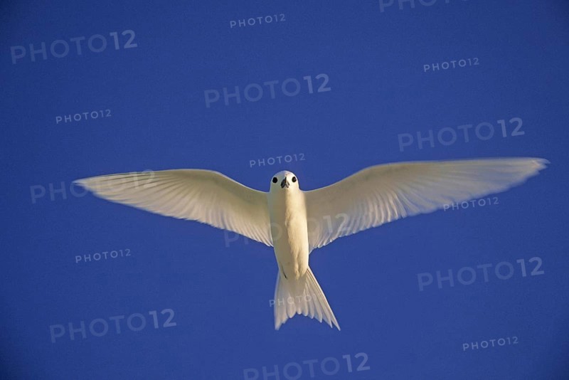 Fairy Tern