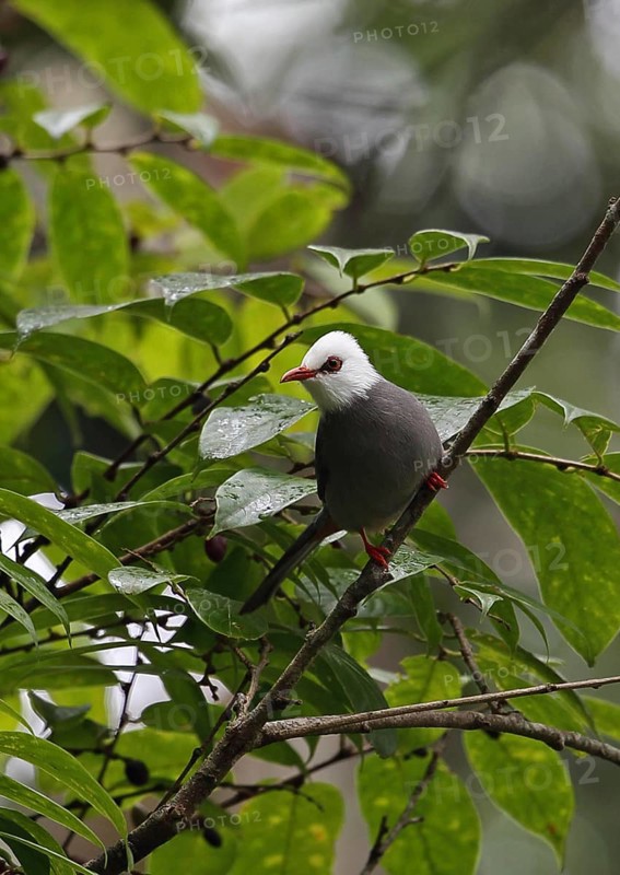White-headed Bulbul