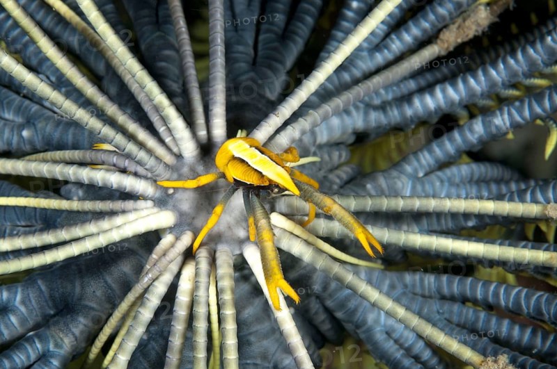 Baba's Crinoid Squat Lobster