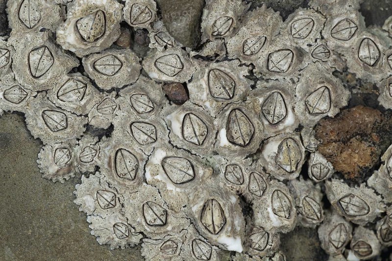 Montagu's Stellar Barnacle