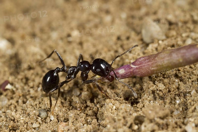 Harvester Ant