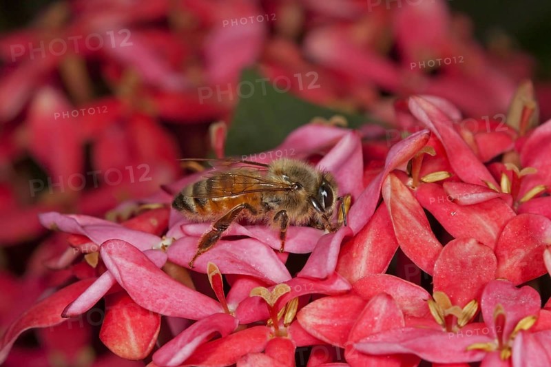 Eastern Honeybee