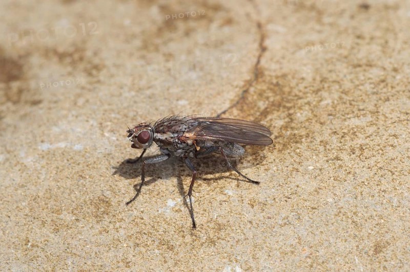 Adult seaweed fly