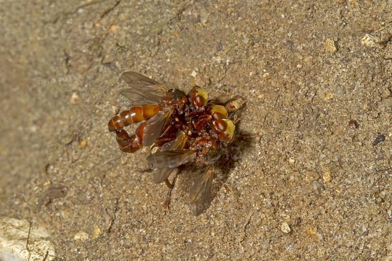 Common broad-headed blowfly