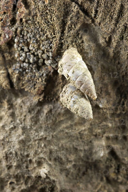 Snail