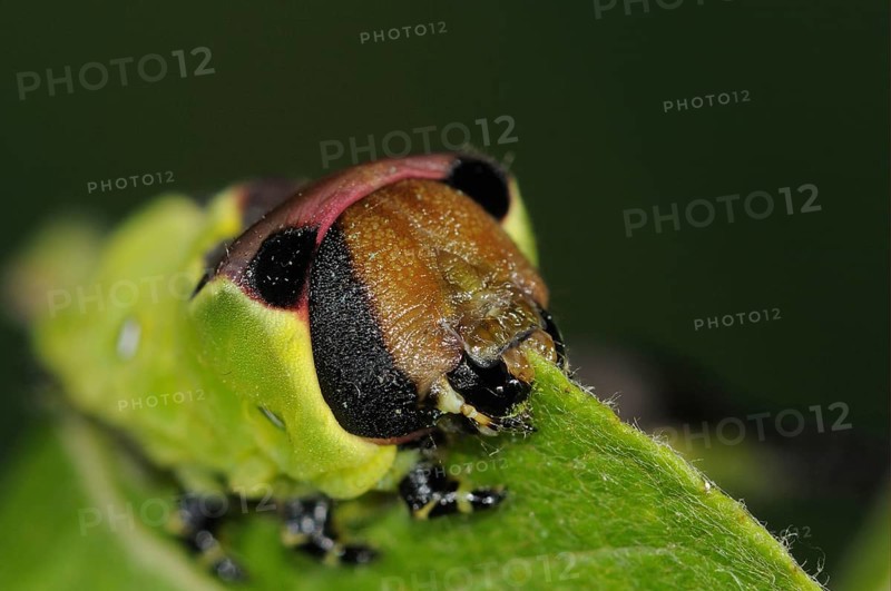 Puss moth