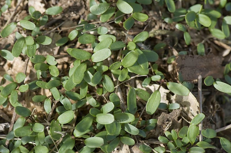 Cleavers