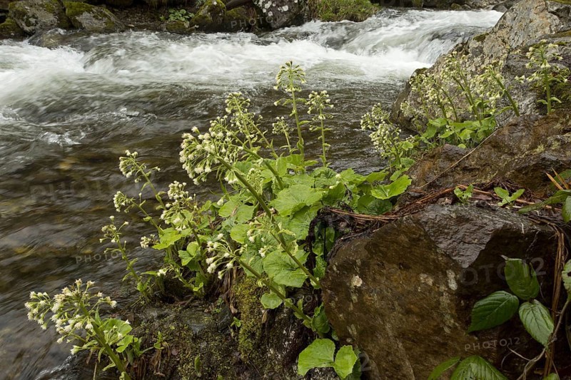White Butterbur