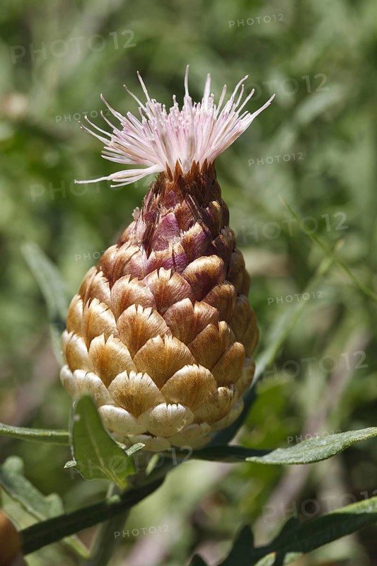 Leuzea
