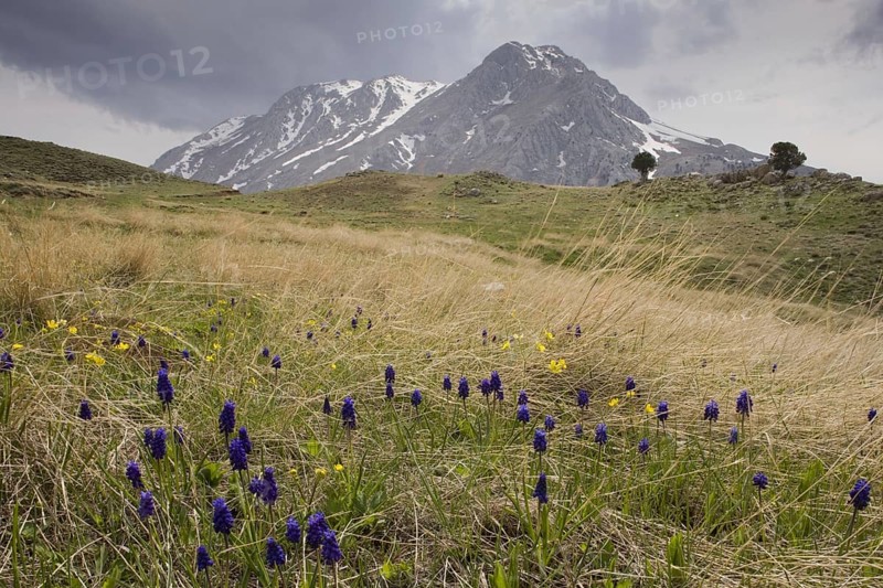 Muscari racemosum