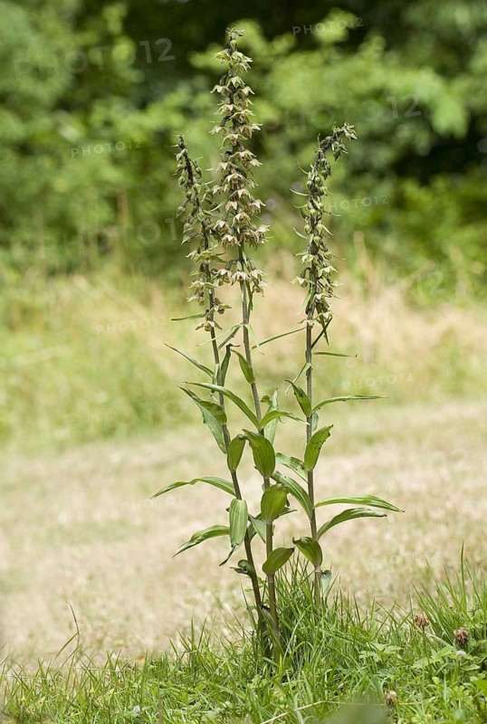 Purple violet helleborine