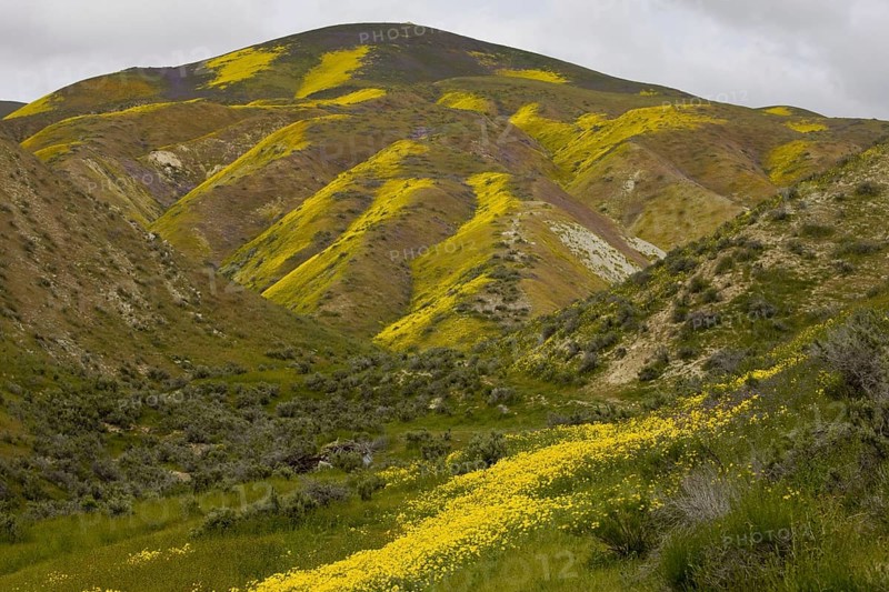 View of measures of wildflowers