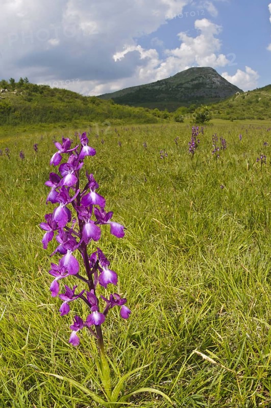 Loose-flowered Orchid