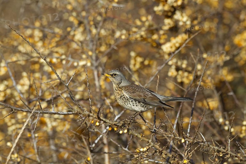 Fieldfare